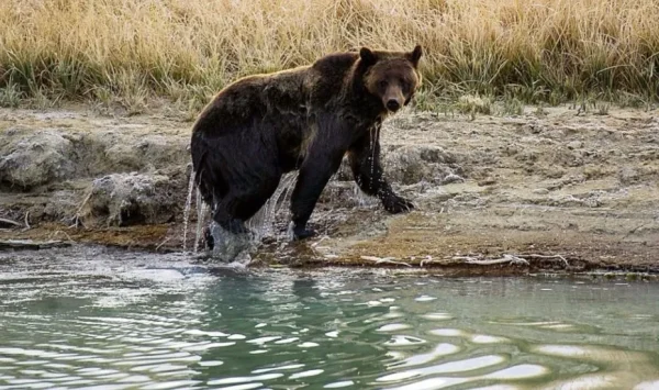 Grizzly Attack Causes a Debate on Removing Endangered Species Protection