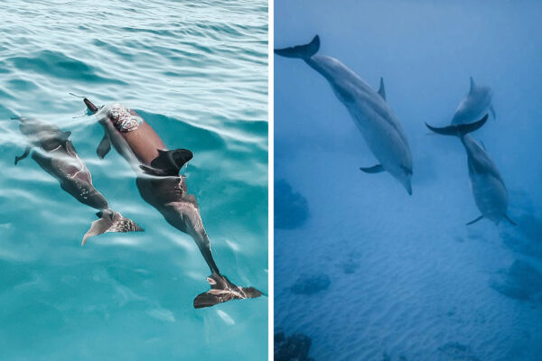 Dolphin moms usually use a higher pitched voice when talking to their young