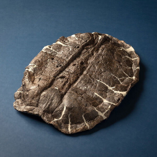 Pancaked Turtle Fossil