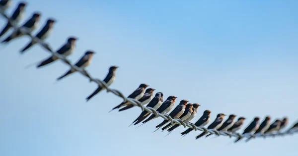 Birds Die From Power Lines…Or Do They?