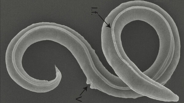 Worms Survive After 46 000 Years in Siberian Permafrost