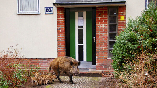 A Wild Boar’s Misadventures: A Case of Mistaken Identity Near Berlin