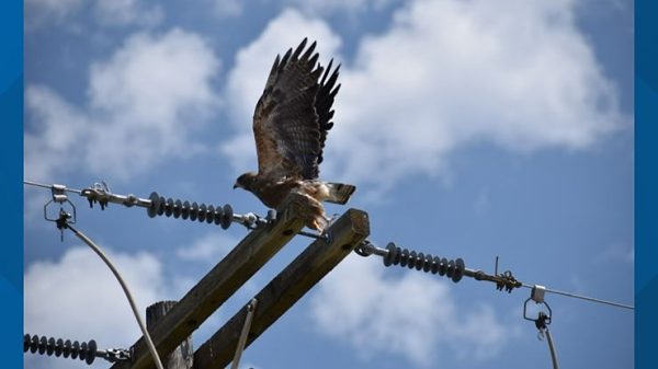 Researchers Found That More Birds Were Shot Than Electrocuted by Power Lines