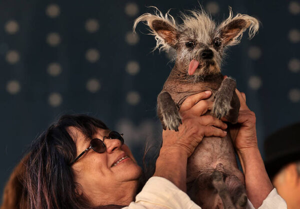 Scooter Enters and Wins World’s Ugliest Dog Contest