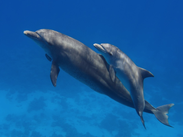 Dolphin Mothers Whistle Differently To Their Offspring, Data Shows