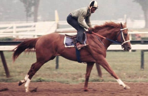 Secretariat, a Legendary Horse