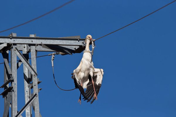 More Birds Are Shot Near Power Lines than are Electrocuted