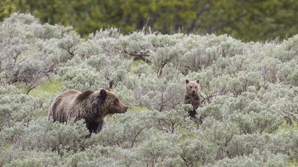 People Debate Whether the Endangered Species Act Should Be Repealed After a Recent Grizzly Attack