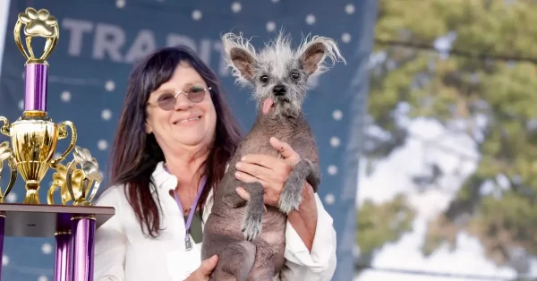 A Unique Journey of Beauty and Acceptance: Scooter’s Triumph at the World’s Ugliest Dog Contest