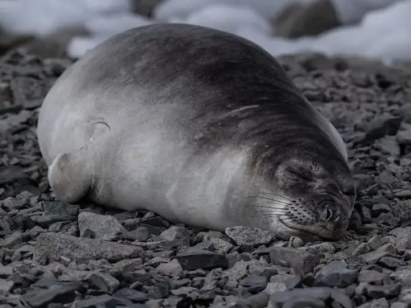 Northern elephant seals only sleep two hours a day at sea