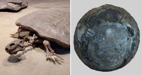 A New-Found Completely Preserved Fossil Of A Prehistoric Turtle