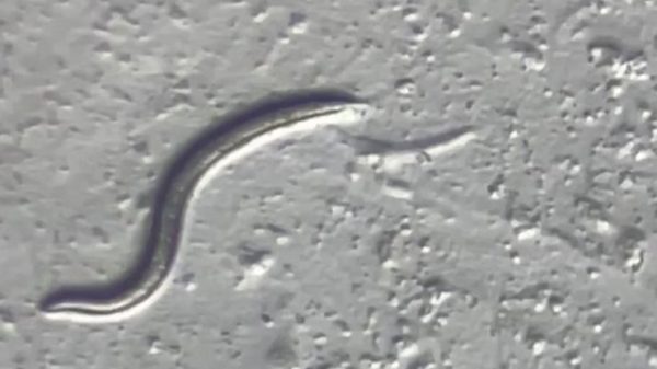 Ancient Worms Unearthed Alive in the Siberian Permafrost