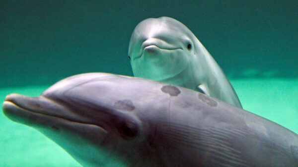 Bottlenose Dolphin Moms Whistle High-Pitched Tone to Communicate with their Young