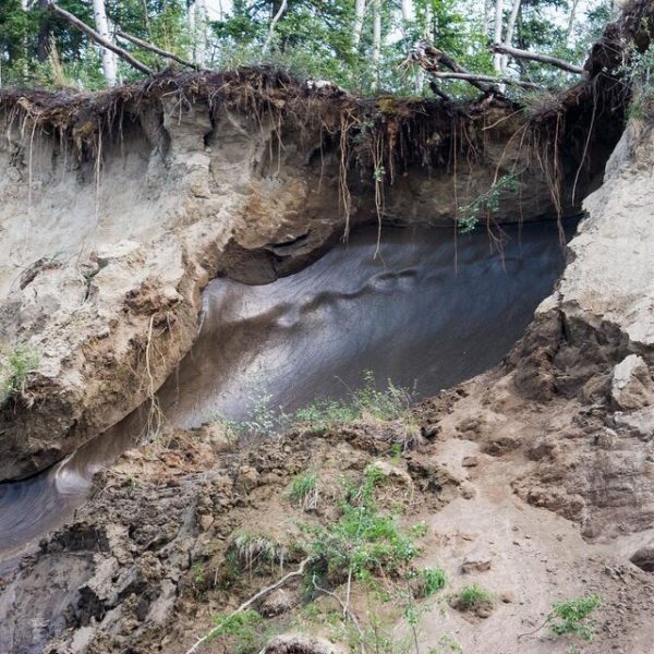 Worms Revived After 46,000 Years Frozen in Siberian Permafrost