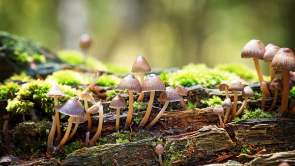 Fungal Plants May be the Key to Solve Atmospheric Problems Like Global Warming.