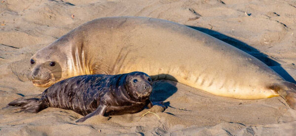 Northern Elephant Seals