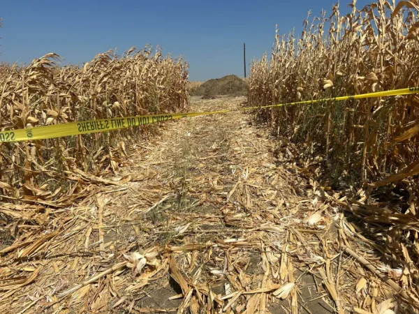 3 dead after falling into a hole in a Texas cornfield