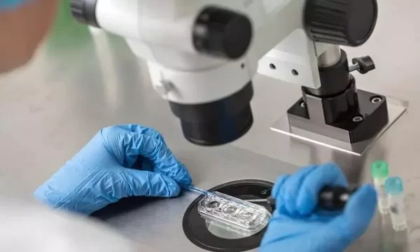 Scientists All Over The World Research Human Embryos To Try To Make Pregnancies Succeed