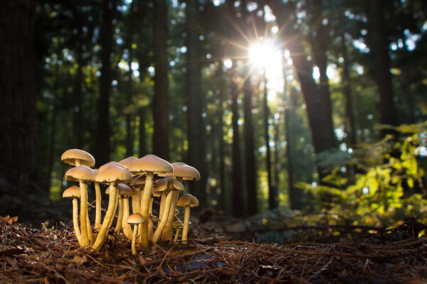 Fungi Becomes an Brand New Hope for Reversing Climate Change