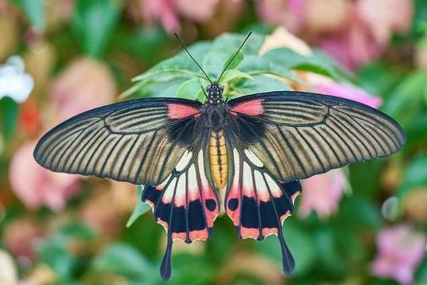 Butterflies filled her stomach, but she lifted her chin high and walked on.