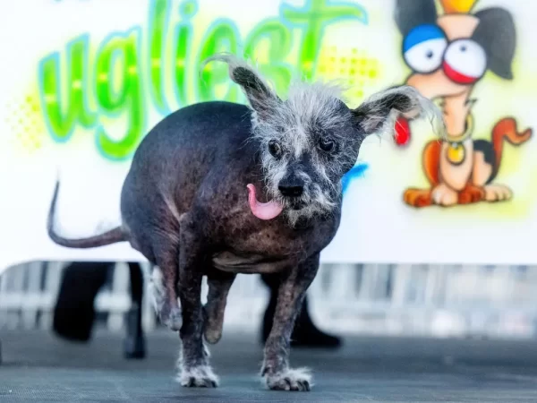 “Ugliest Dog” Champion: Scooter!