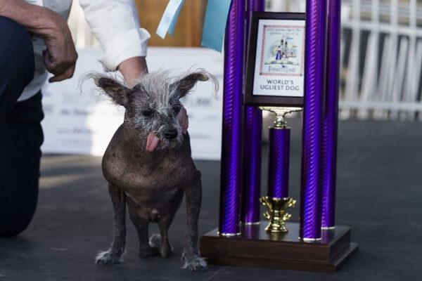 Chinese Crested Dog, Scooter, Won World’s Ugliest Dog Contest