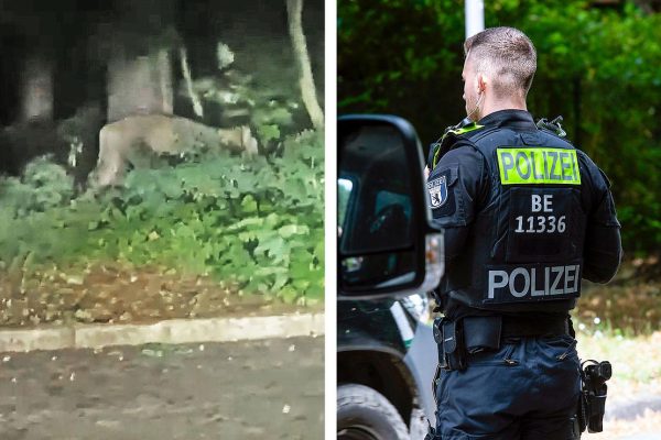 SEARCH FOR LIONESS TAKES TURN INTO UNEXPECTED DIRECTION