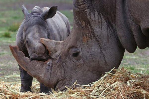 Help the rhinos before they are gone forever!