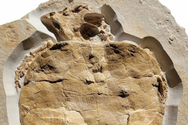 150 Million-Year-Old Turtle Fossil Found in Bavarian Limestone