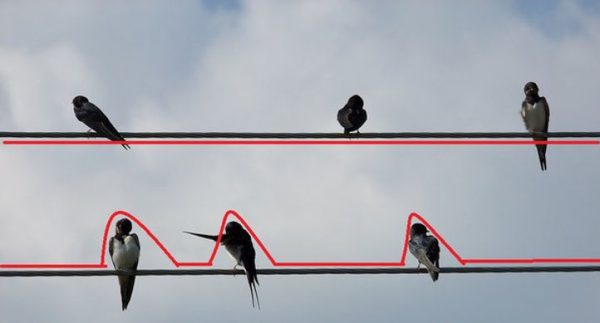 Electrocution Isn’t the Only Thing Killing Birds on Power Lines