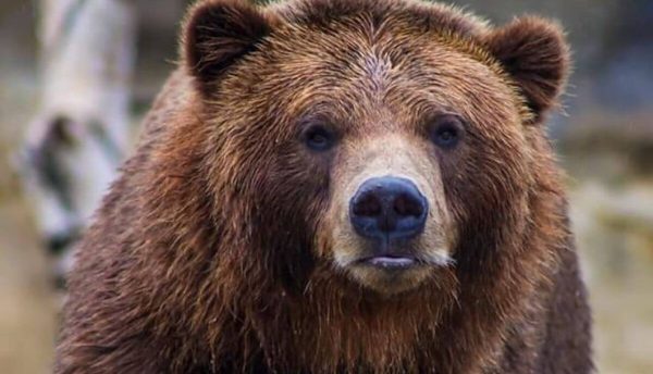 Fatal Grizzly Attacks Draw Complaints That The Bear Population Is Too Large