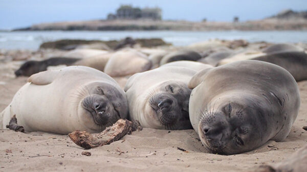 Northern Elephant Seals only Snooze 2 Hours a Day at Sea