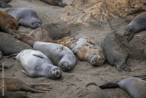 Scientists Discover Northern Elephant Seals’ Sleeping Pattern