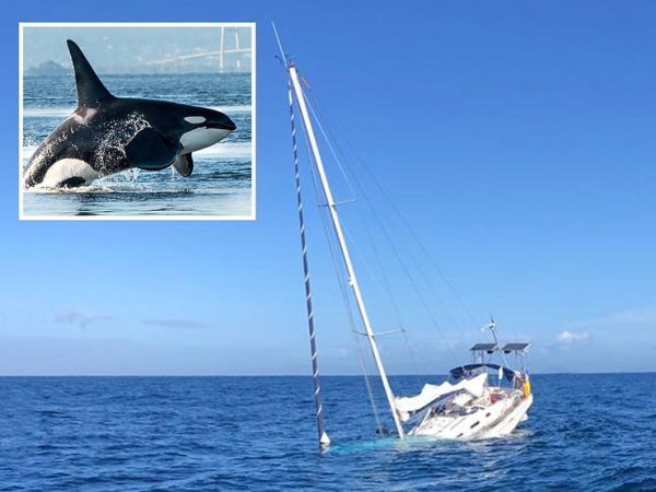 Strange Actions From Orcas Are Damaging Rudders on Sailboats