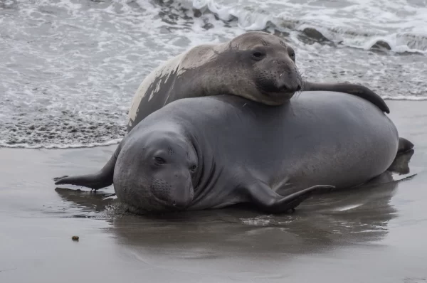 Northern Elephant Seals Snooze Only Two Hours a Day at Sea.