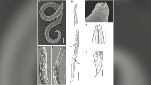 Ancient 46,000 Year Old Worm Revives After Thawing