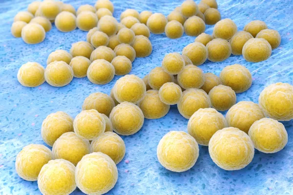 How Golden Staph Becomes Deadly