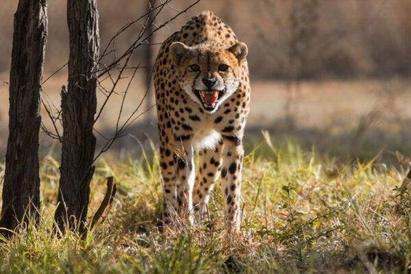 New Project Trying to Bring Cheetahs Back to India