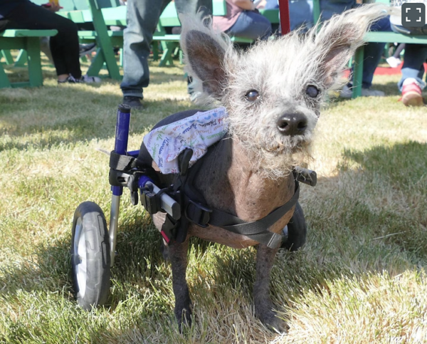 Scooter Wins the Ugliest Dog Contest