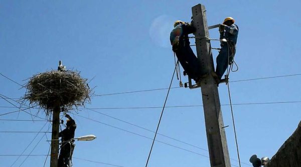 The main cause of avian deaths aren’t power lines