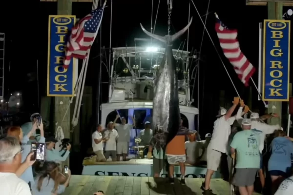 619.4 lb Fish Expected to Bring in $3.5 Million at the Big Rock Tournament Eliminated.