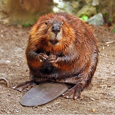 Beavers are Dam Cool