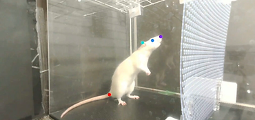 Rats can Move to the Beat