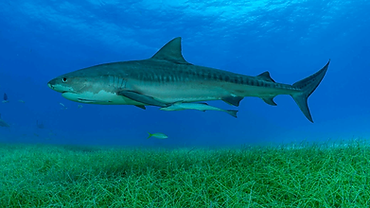 Sharks lead Scientists to the World’s Largest Seagrass Meadow