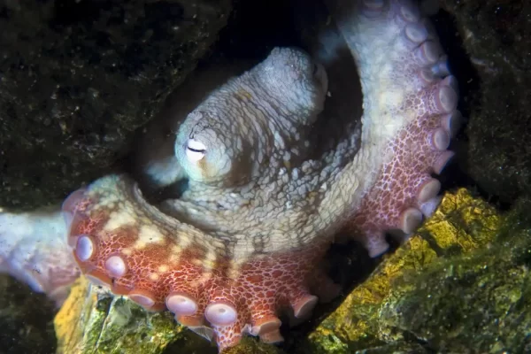 Now That’s a Big Nightmare, for an Octopus