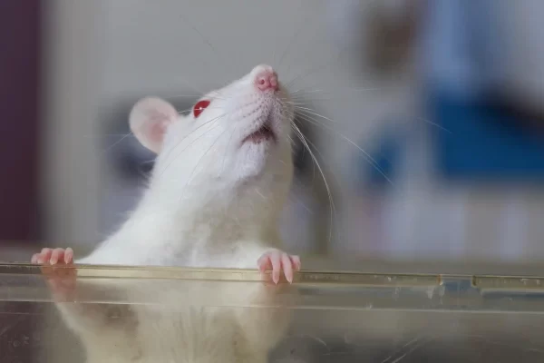 Rats Can Bop Their Heads to Beats Just Like Us