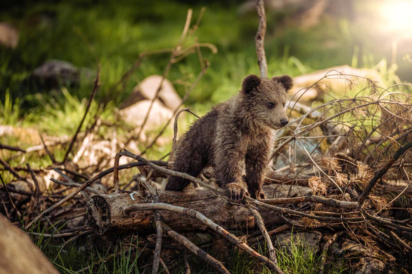 Rodents, the Unsung Hero of the Forest Ecosystem