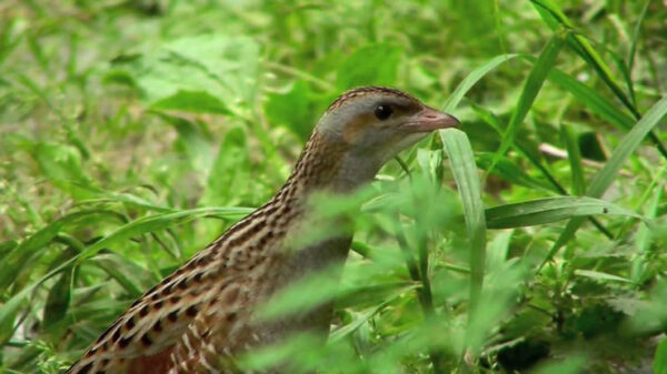 The Corncrake Is Making a Comeback