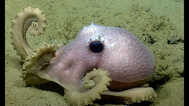 Is This Octopus Having a Nightmare?