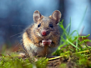The Mice that Move Forests
